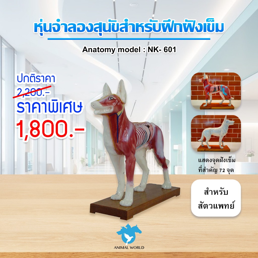 Anatomy model: NK- 601 หุ่นจำลองสุนัขสำหรับฝึกฝังเข็ม