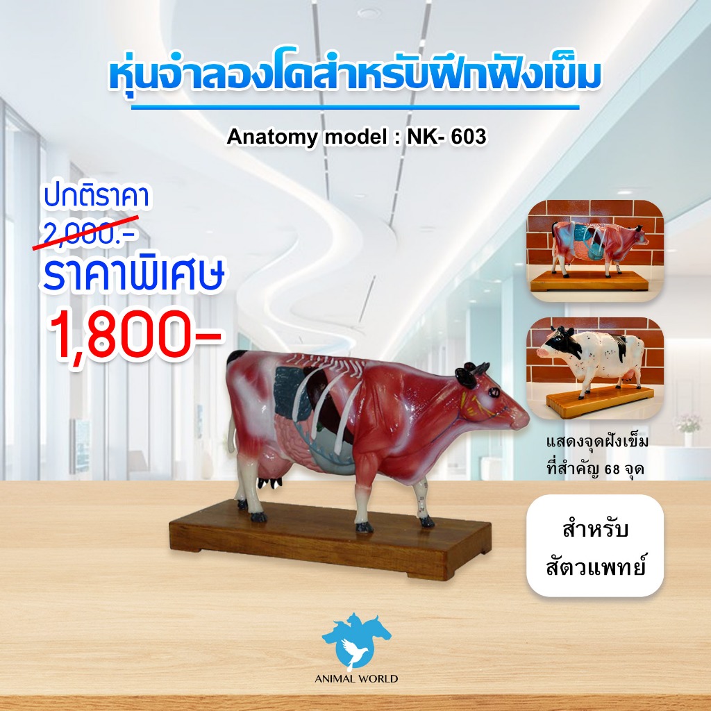 Anatomy model: NK- 603 หุ่นจำลองวัวสำหรับฝึกฝังเข็ม