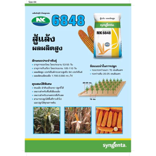 เมล็ดพันธุ์ข้าวโพด NK 6848 (3/3.5 หุน) *ขนาด 10 กก. ทนแล้ง ปลูกถี่ได้ ลำต้นแข็งแรง