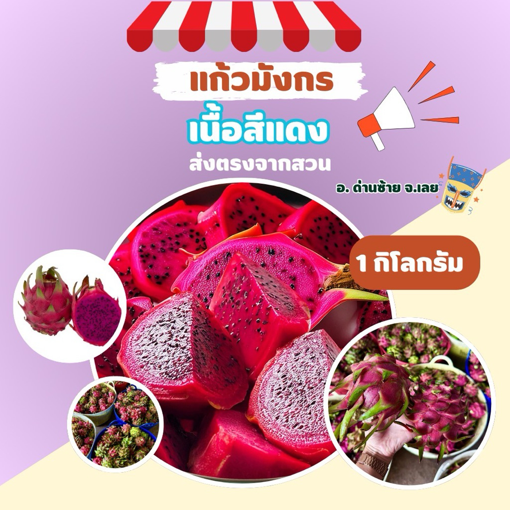 แก้วมังกรเนื้อสีแดง 1kg. ส่งตรงจากสวน จ.เลย หวาน สด ใหม่(ปลอดสารพิษ)