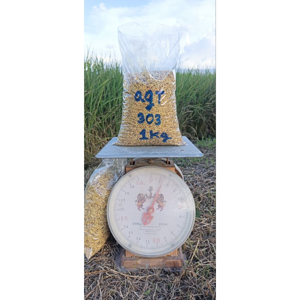 เมล็ดพันธุ์ข้าว agt 303 ข้าวพวงอินโดนีเซียผลผลิตมากกว่า ปริมาน 1 กิโลกรัม