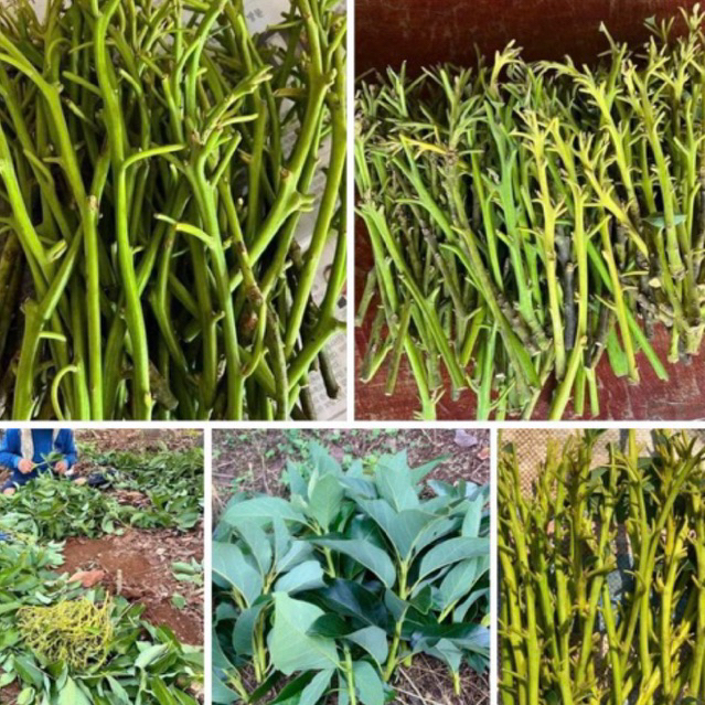 #Namijishop #กิ่งพันธุ์อาโวคาโด🌱 ** กิ่งละ 5 ฿ ***  20 กิ่งแถมฟรี 2 กิ่ง