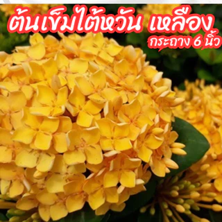 ต้นเข็มไต้หวันดอกสีเหลือง (เข็มพัทยา) กระถาง 6 นิ้ว ออกดอกตลอดทั้งปี ดอกทนไม่ร่วงง่าย