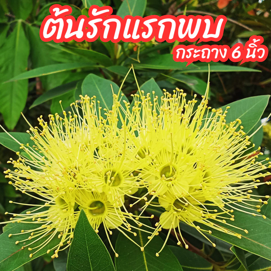 ต้นรักแรกพบ รักแรกพบดอกสีเหลืองไม้ดอกทนแดด ออกดอกทั้งปี ขนาดกระถาง 6 นิ้ว