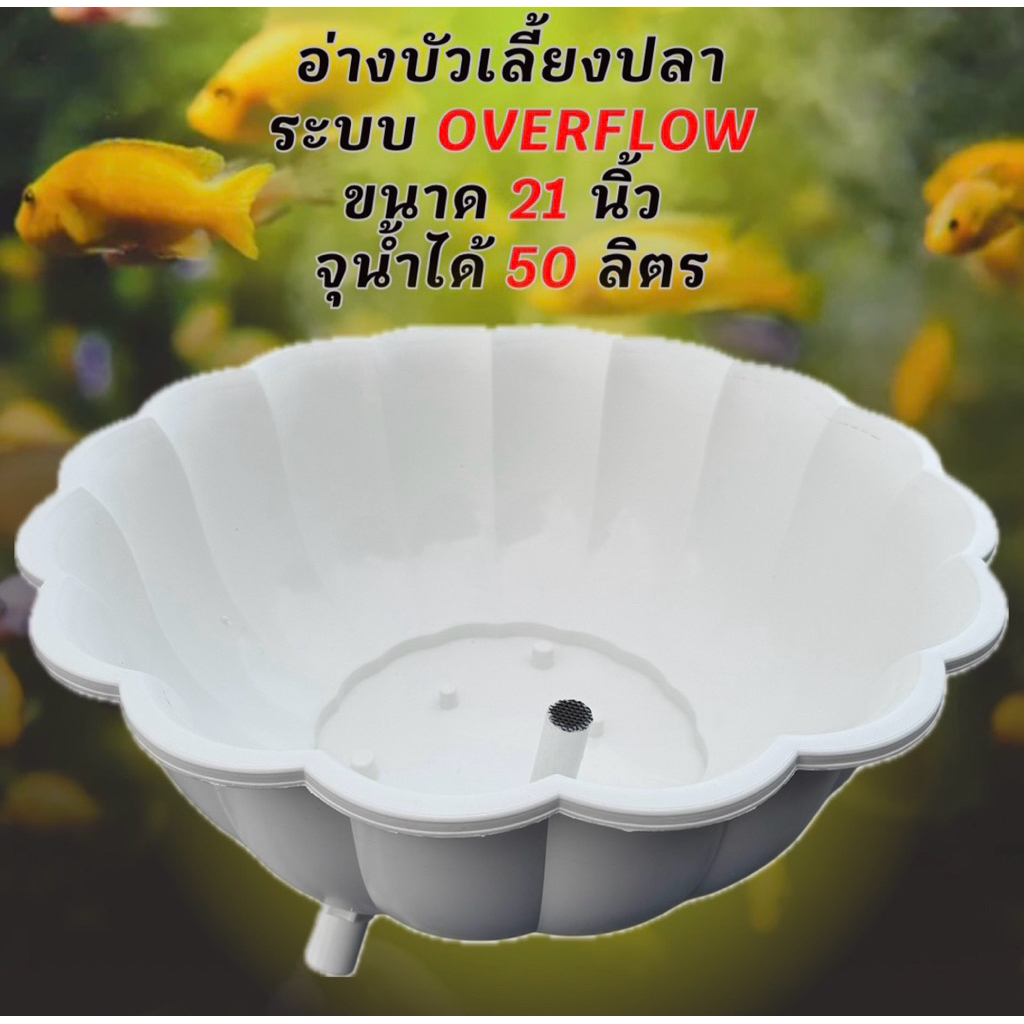 อ่างบัวเลี้ยงปลา สีขาวท่อล้นสีขาว ขนาด 21 นิ้ว ระบบoverflow จุน้ำได้ 50 ลิตร อ่างเลี้ยงปลา อ่างปลา อ่างเลี้ยงปลาหางนกยูง
