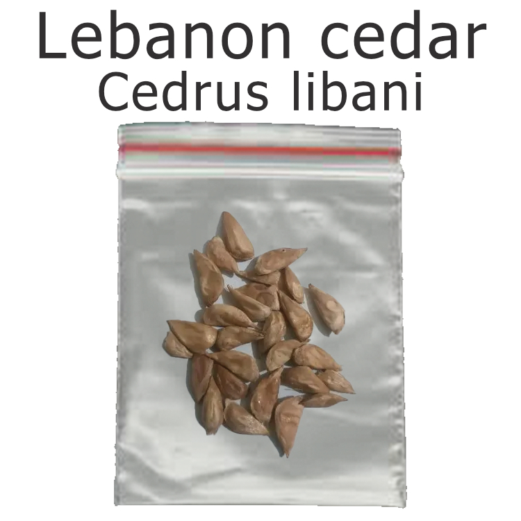 เมล็ดสน สนซีดาร์ เลบานอน Lebanon cedar - Cedrus libani ร้านคนไทย บอนไซ
