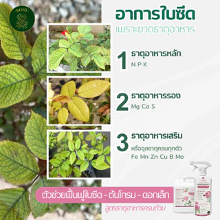 Rosy บำรุงกุหลาบ [ฉลากชมพู] ดอกใหญ่ เร่งดอก ฟื้นฟูเร่งด่วน แก้ต้นโทรม ธาตุอาหารครบถ้วน ปุ๋ยกุหลาบโดยเฉพาะ