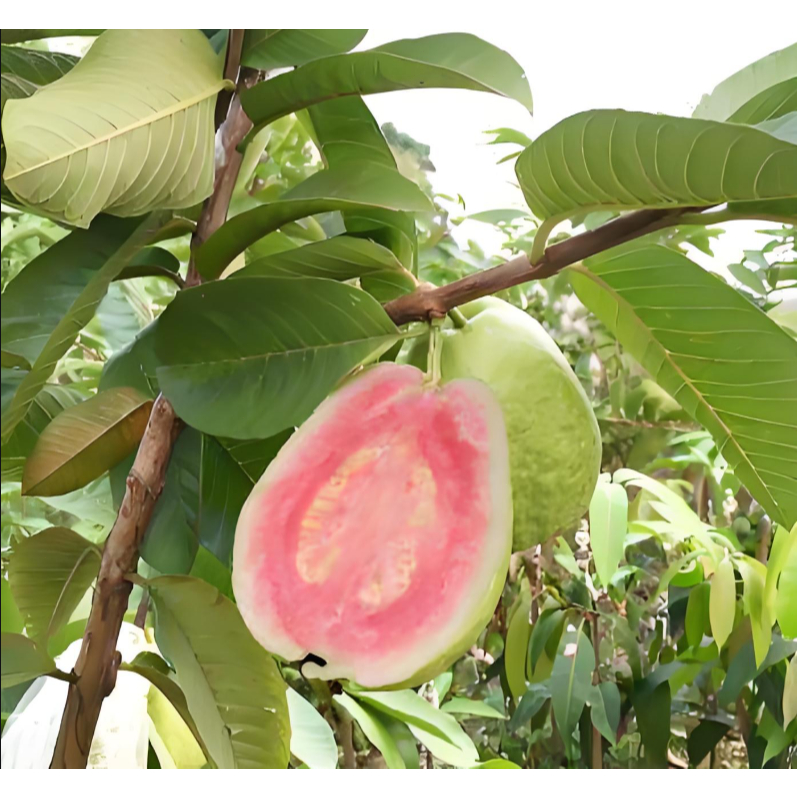 ปลูกง่าย เมล็ดพันธุ์ ฝรั่ง เมล็ดฝรั่ง บรรจุ 30เมล็ด (Guava Seeds for Planting) Bonsai Guava Tree Fru