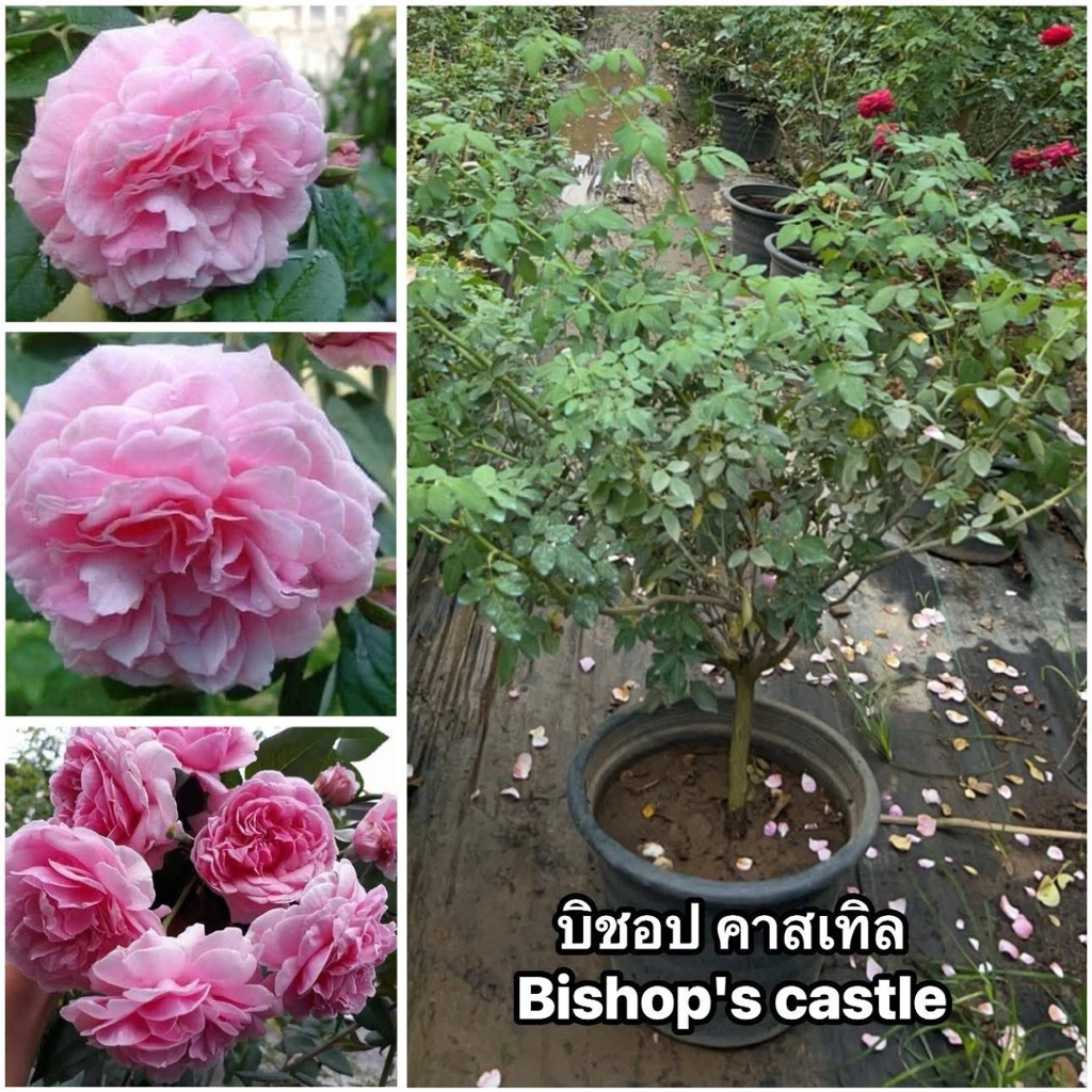 กุหลาบ-บิชอป คาสเทิล Bishop's castle (กระถาง 15 นิ้ว)  สีชมพู หอมแรง ดอกฟูฟู เลี้ยงง่าย ทนแดด ทนโรค