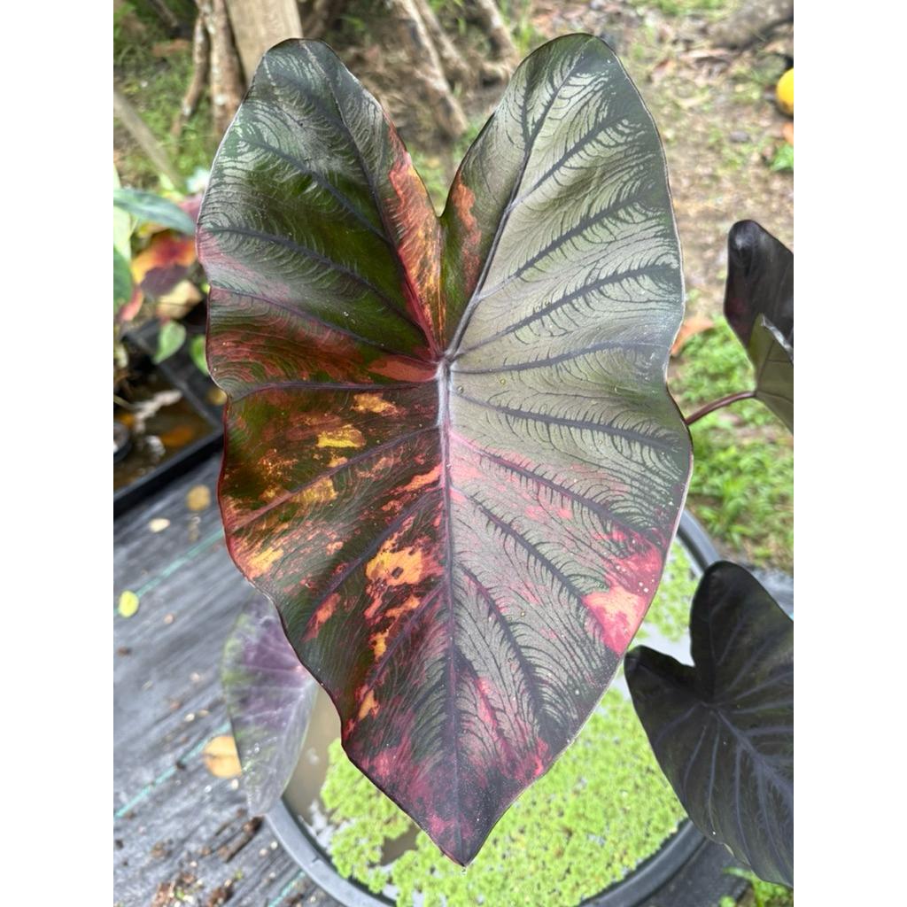 Colocasia Morning star โคโลคาเซีย มอนิ่งสตาร์ ไม้ชำ /ไม้ตัดสด