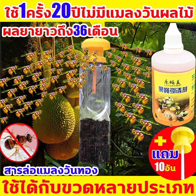 🐝แถมเครื่องเหยื่อ10อันชุด🐝สารล่อแมลงวันทอง เข้มข้นสุด ดักแมลงวันทอง น้ํายาล่อแมลงวันทอง (เมทิลยูจินอล)กับดักแมลงวันทอง