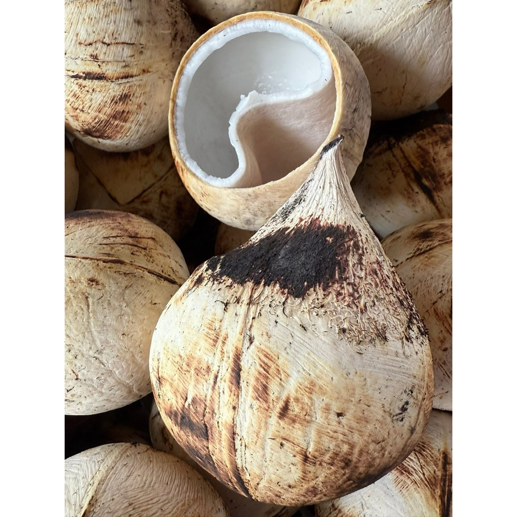 มะพร้าวเผา8ลูก มะพร้าวน้ำหอมเผาเนื้อนิ่ม