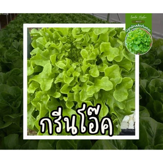 เมล็ดสลัด ยอดนิยม 300 เมล็ด คัดเกรด AAA+ ส่วนลด ราคาถูกลง อัตราการงอกดีเยี่ยม คัดมือ100%