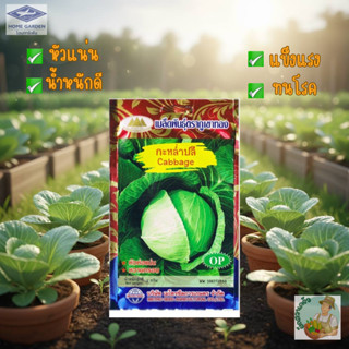 เมล็ดกะหล่ำปลี Cabbage MT/OP-060 ตราภูเขาทอง ขนาด2กรัม เมล็ด…