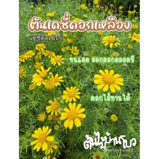 ดอกเดซี่เหลือง/ดัลเบิร์กเดซี่จัดส่งแบบถุงชำ ไม้ดอกกินได้ ตกแต่งเค้ก ประดับจานน่ารักมาก