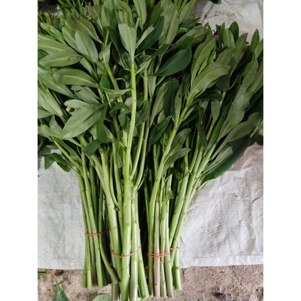 โสมไทย​ กิ่งปักชำ​1​ชุด​50​กิ่ง​100​บาท​(สำหรับปลูก)