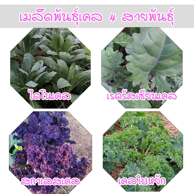 เคลใบหยิก ไดโนเคล สกาเลส เรดรัสเซียน เคล 4 สายพันธุ์ ปลูกง่าย โตไว (ซื้อ 10 แถม 1 คละได้)