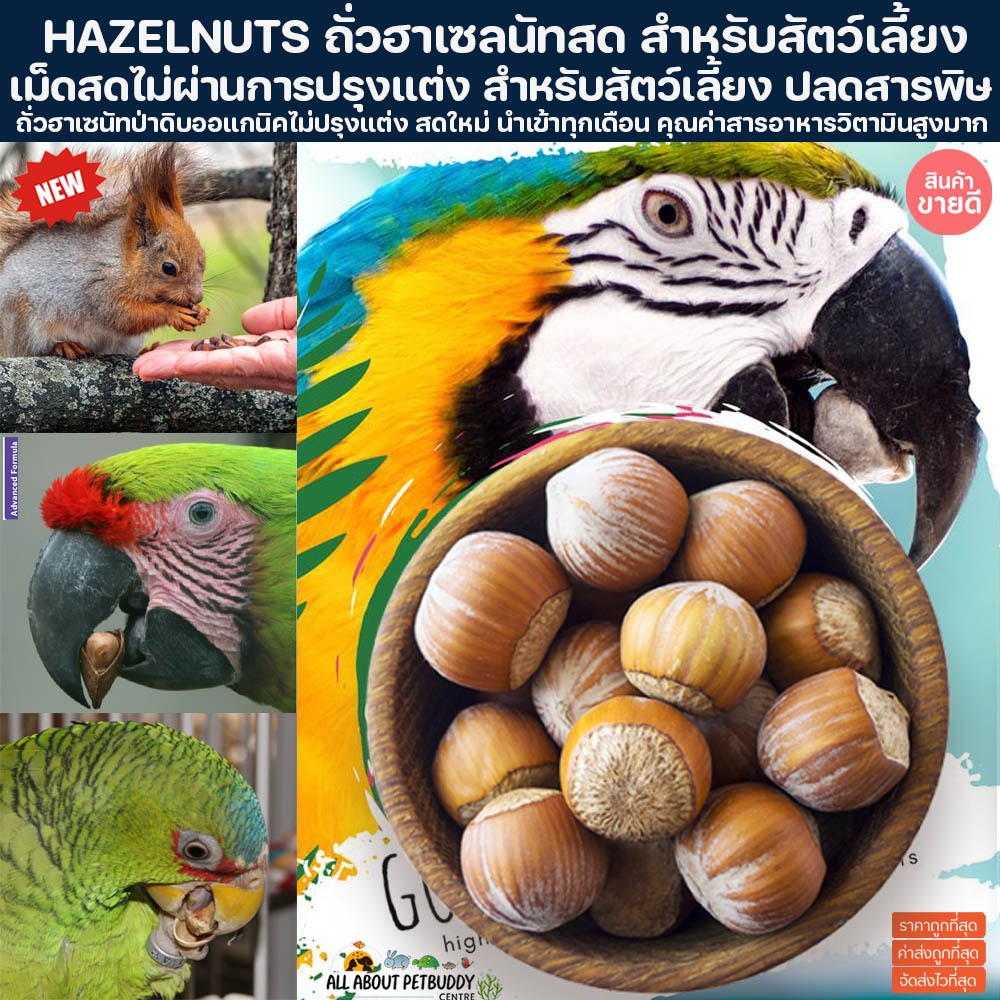 Hazelnuts ถั่วฮาเซลนัท สด สำหรับสัตว์เลี้ยง เนื้อแน่น กระรอก นก นกแก้ว หนู ถั่ว MACAW NUT ถั่วนกแก้ว