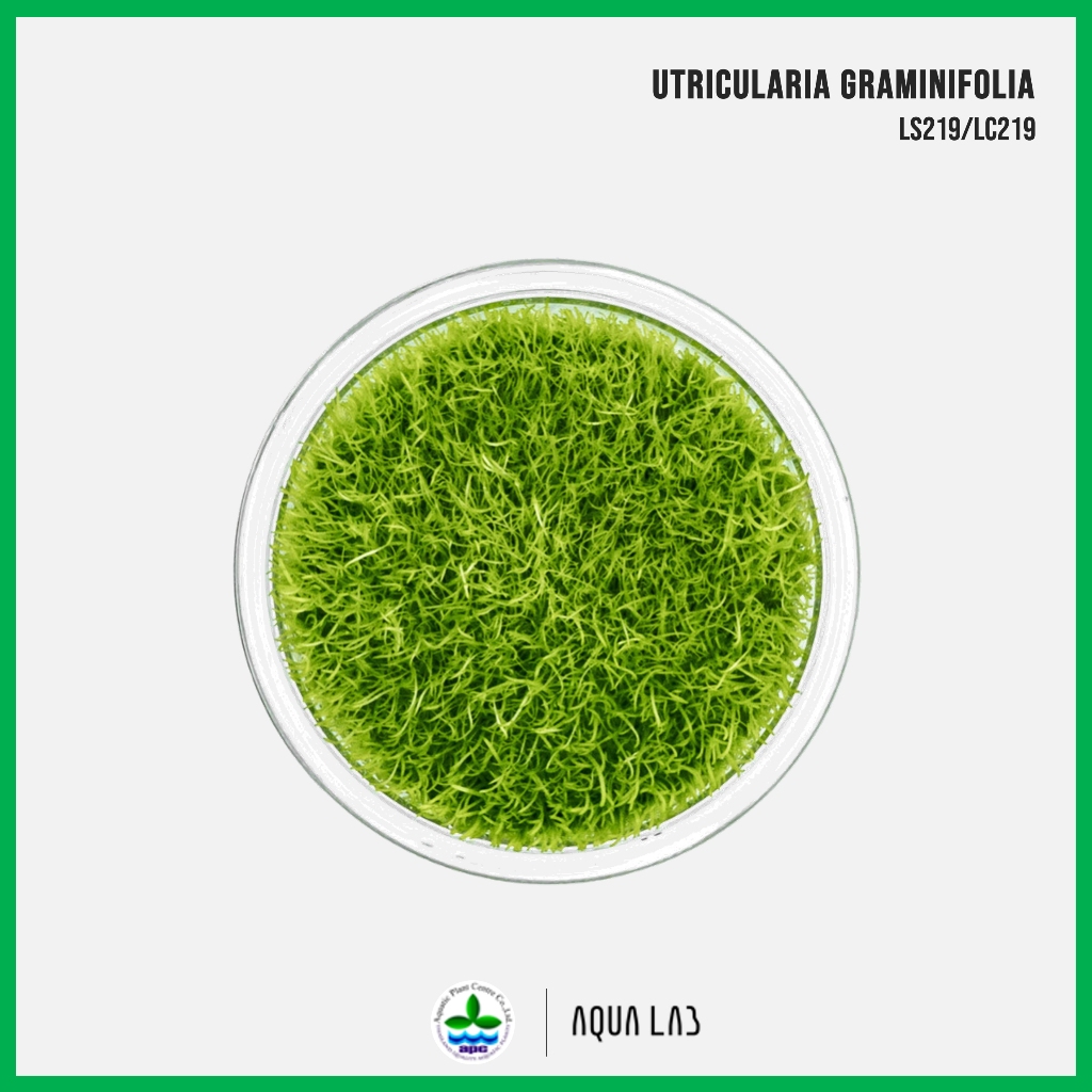 [APC] Utricularia graminifolia T/C [Small] CUP (หญ้ากระดาษ) [ไม้น้ำ - Aquatic Plant] LS219/LC219