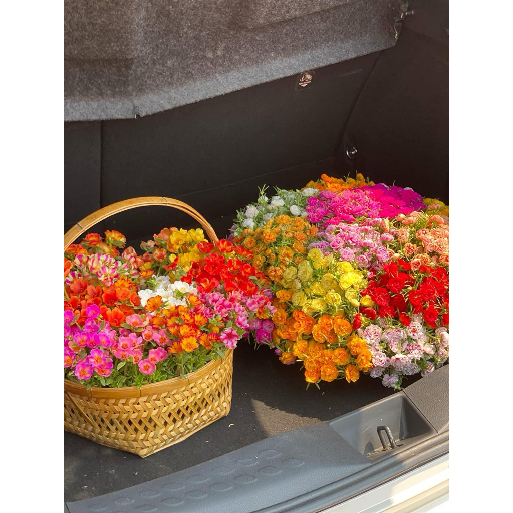 แพรเซี่ยงไฮ้45สี เยอะที่สุดในประเทศ คละสีไปให้