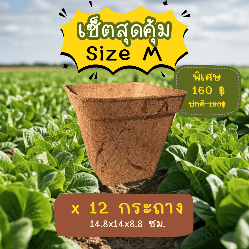 เซ็ตสุดคุ้ม - กระถาง ใยมะพร้าว ขนาดเล็ก กลาง และใหญ่ เป็นมิตรต่อสิ่งแวดล้อม [Natural Coconut Pot]