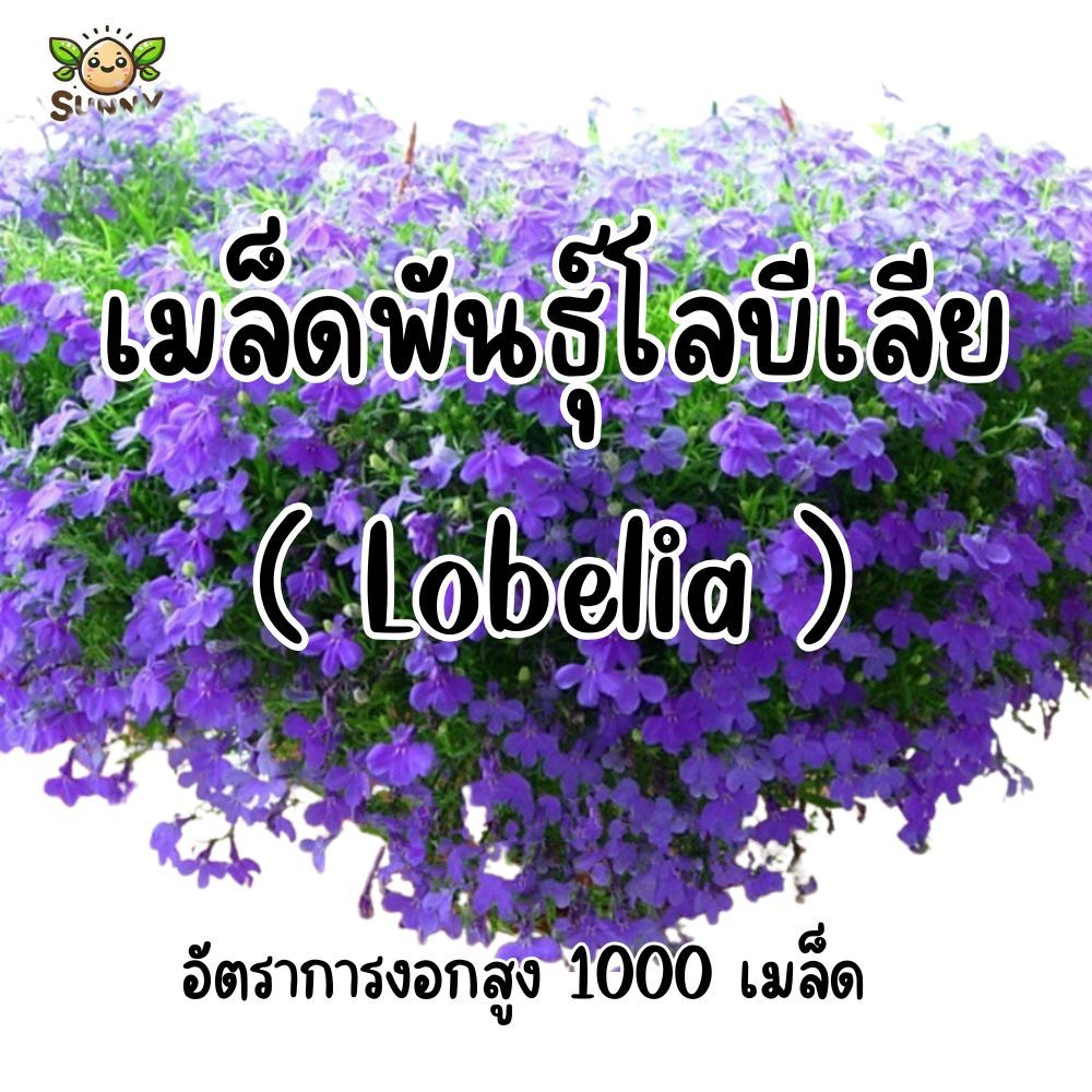 เมล็ดพันธุ์ดอกโลบีเลีย (Lobelia) ดอกบานแน่น สไตล์ยุโรป ปลูกง่าย ออกดอกนาน 1000 เมล็ด++