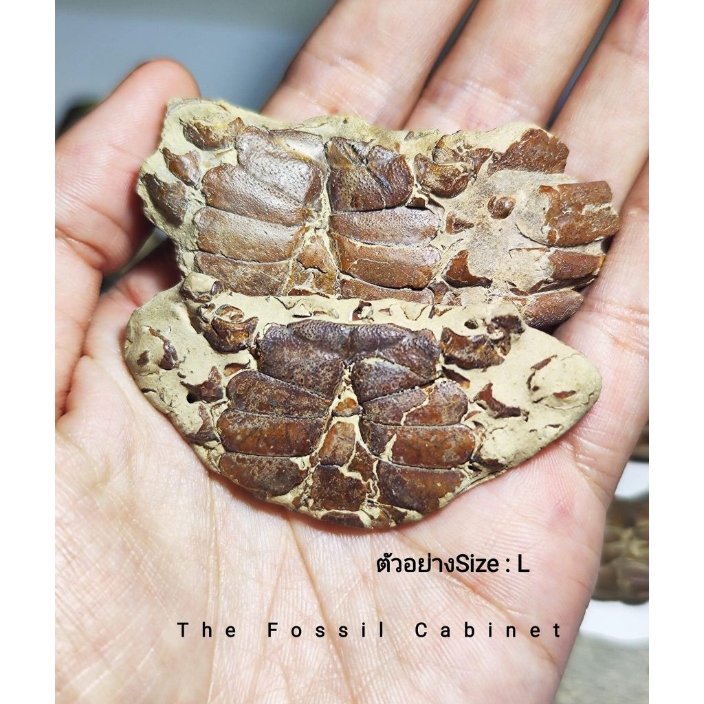Crab Fossil ของดีจากทะเลใต้