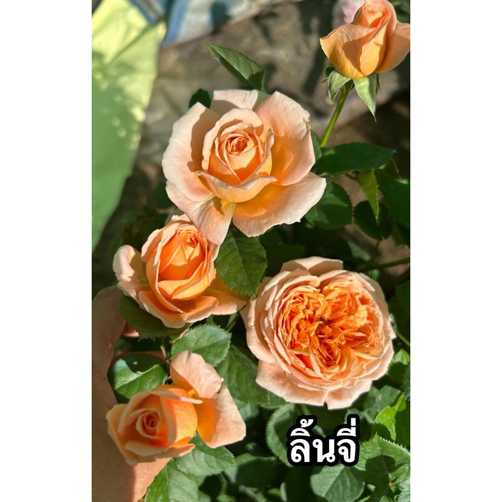 กุหลาบ-ลิ้นจึ่ ”Lychee“ สีส้ม กลิ่นหอมคล้ายลิ้นจี่