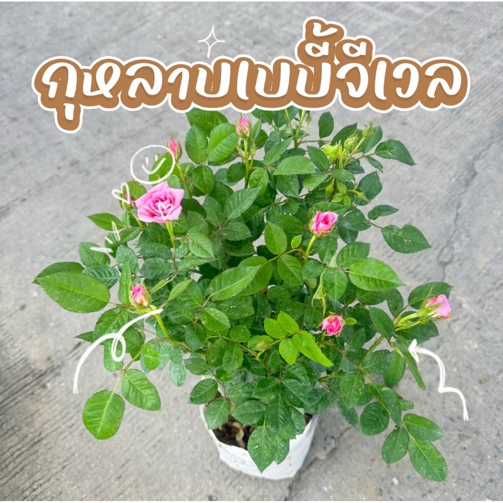 กุหลาบพันธุ์เบบี้จีเวล ดอกสีชมพู (ส่งติดดอกทุกต้น) ถุงสีขาว