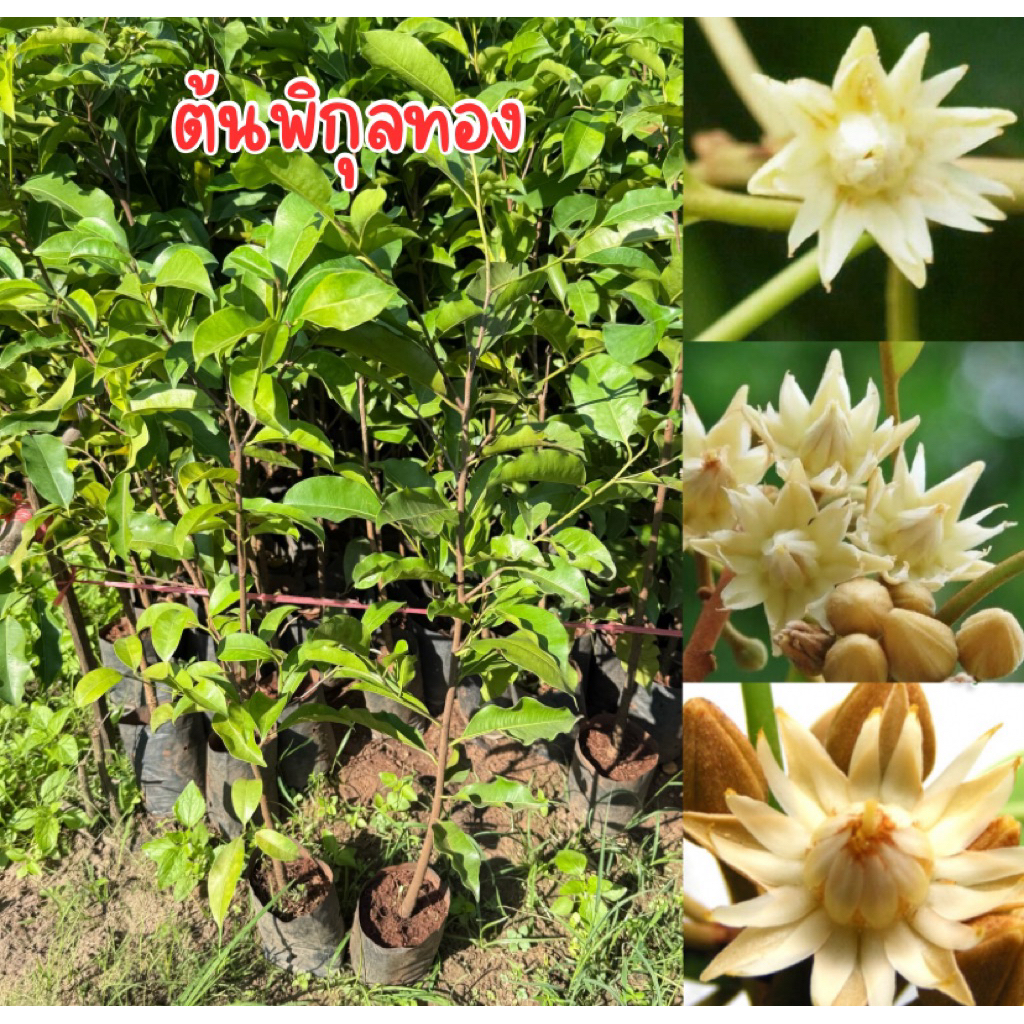ต้นพิกุลทอง ถุงใหญ่ พร้อมส่ง พร้อมปลูก สูง50-60เซน