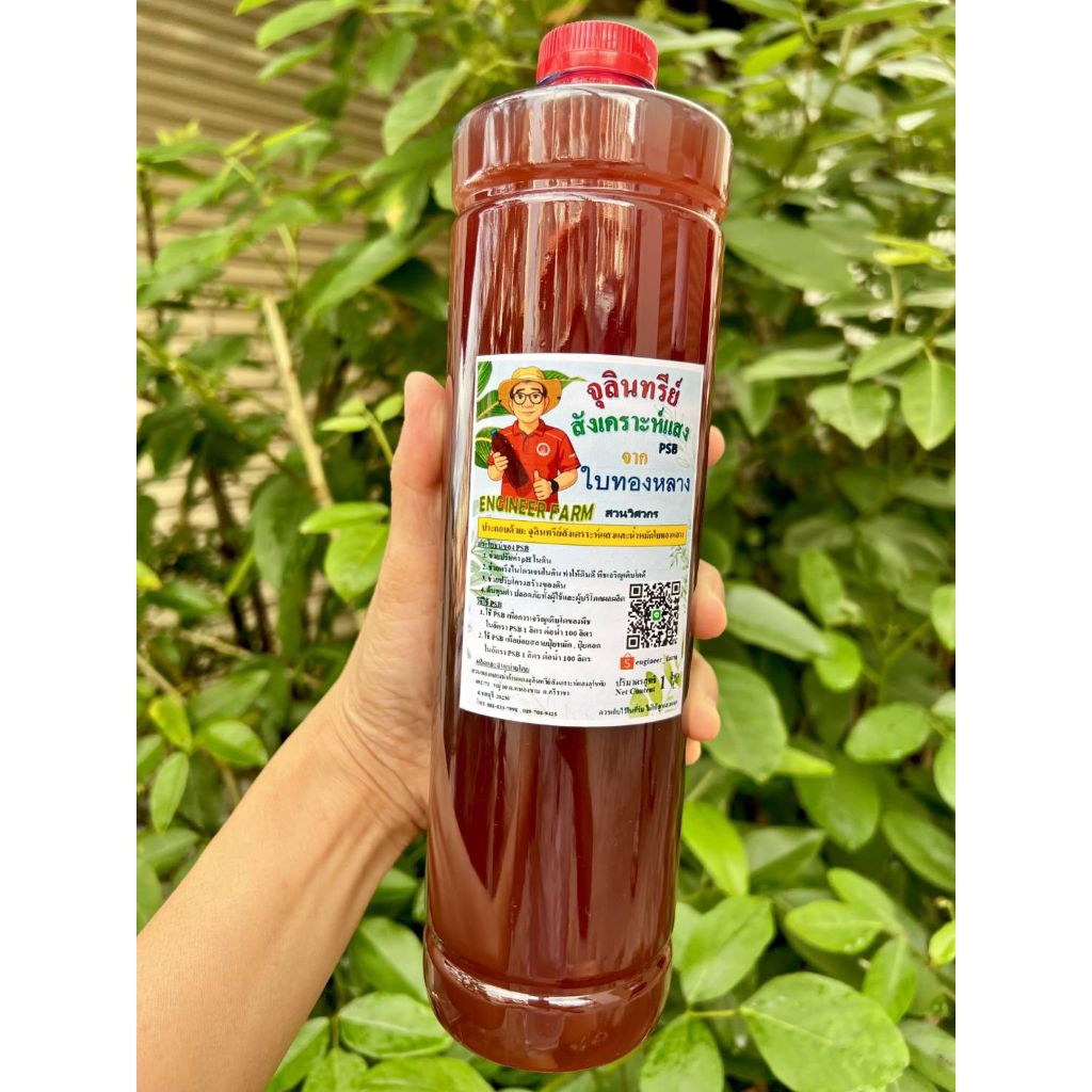 น้ำหมักใบทองหลางน้ำสูตร1(Rhodobacter Capsulatus)หัวเชื้อน้ำหมักใบทองหลางน้ำก้านแดงมีหนามปริมาตร 1ลิตร