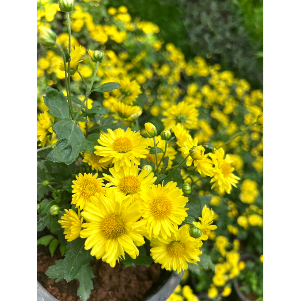 ต้นเก๊กฮวย Chrysanthemum tree ดอกสีเหลือง/สีขาว  พืชสมุนไพร ไม้ดอก ไม้ประดับ ดอกใช้ทำชา