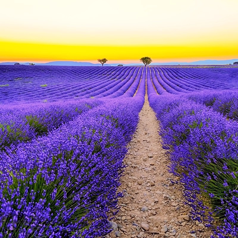 600 เมล็ด ดอกไม้ ลาเวนเดอร์ สายพันธุ์อังกฤษ ปลูกได้ทุกที่ในไทย ทั้งสวยทั้งหอม Lavandula Lavender Seeds สายพันธุ์ Lavende - รูปที่ 7