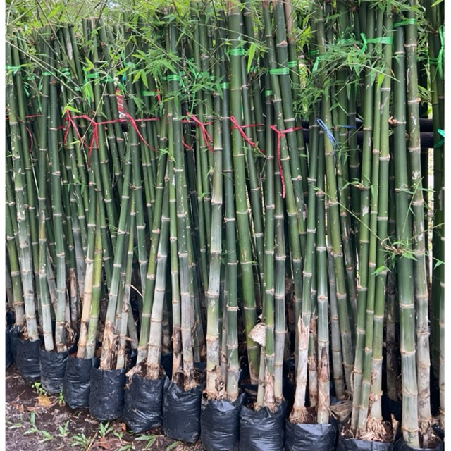 ไผ่สร้างไพร ต้นพันธ์ไผ่สร้างไพร ไผ่เลี้ยงลำ (แบบขุดเหง้า 1 ชุด 3 ต้น) หน่อกินได้  "สูง1.2เมตร"