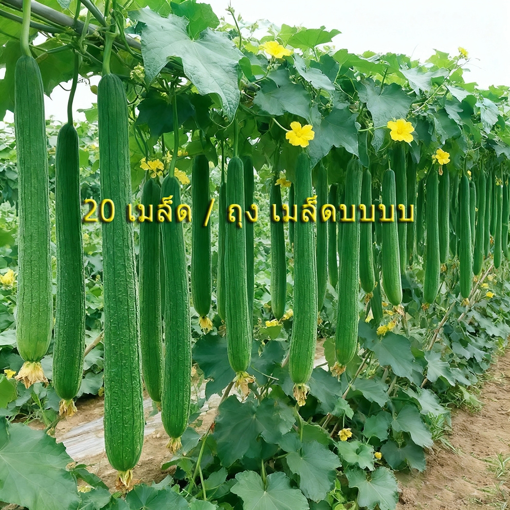20เมล็ด/ซอง Long Luffa Seeds เมล็ดพันธุ์ บวบหอมยาว Long Loofah Sponge Gourd Patola Seeds for Planting Vegetable Plant