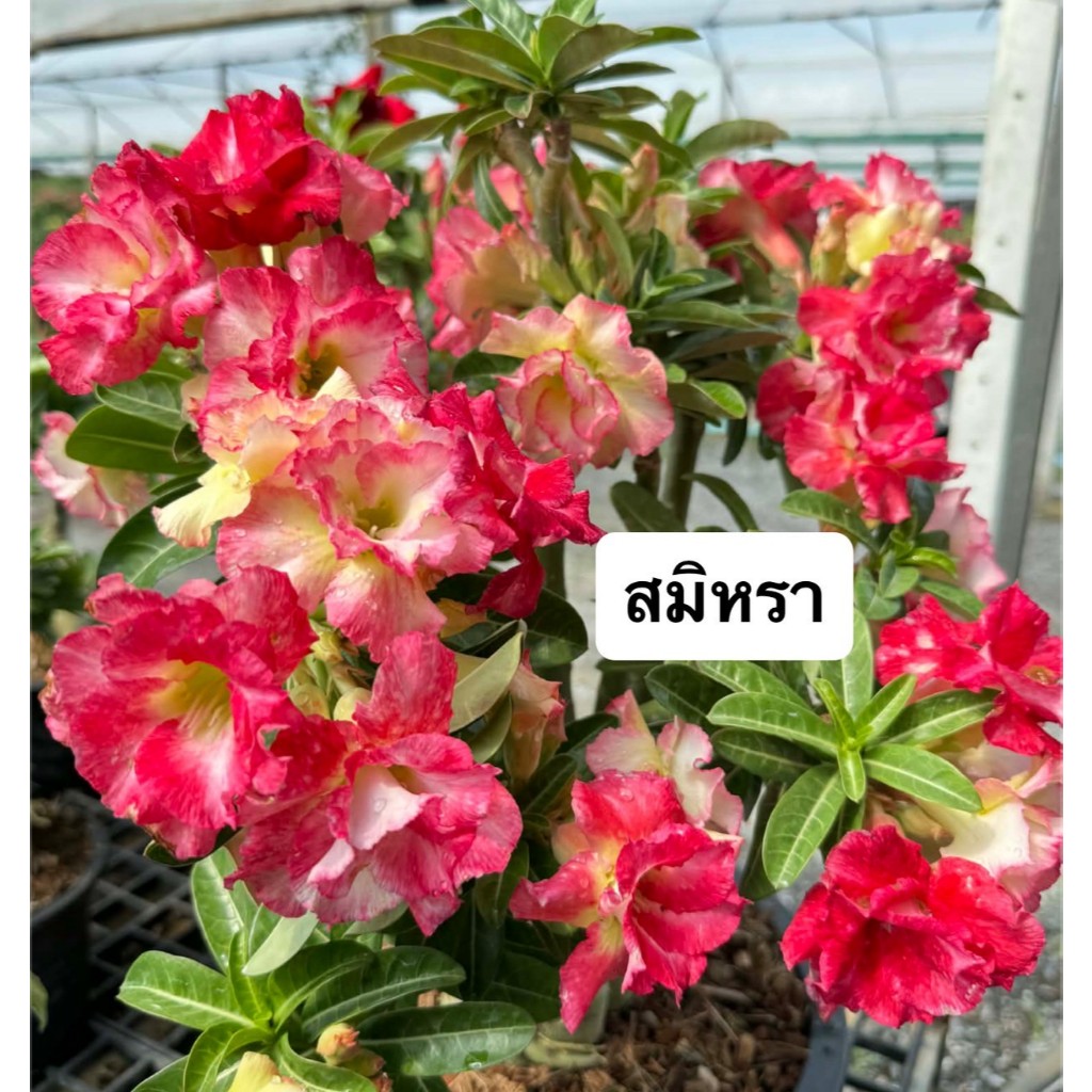 ชวนชมดอกซ้อน "สมิหรา" ขนาดกระถาง 6 นิ้ว (แบบถอนจัดส่ง)