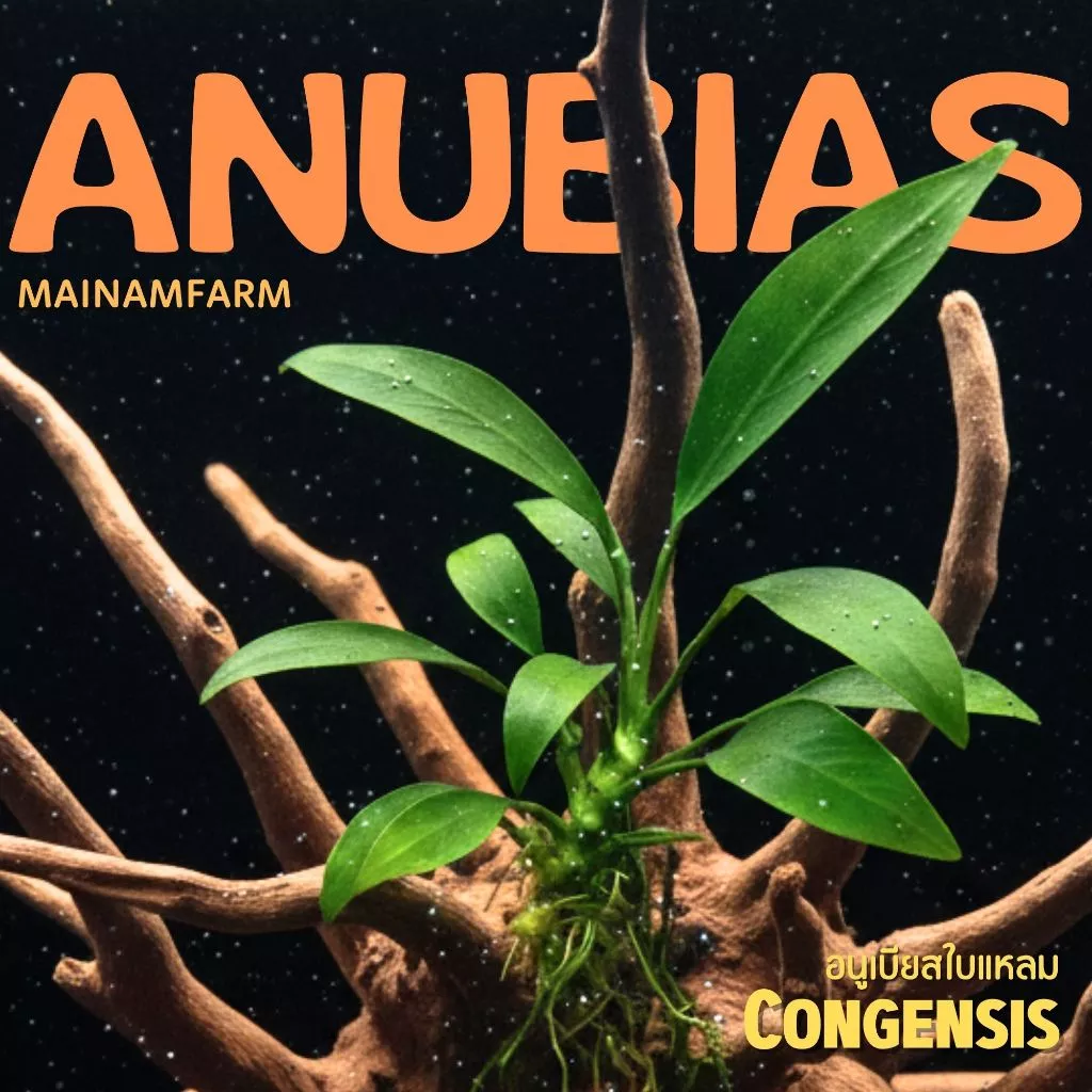 อนูเบียส ใบแหลม ใบบก เลือกได้ 2 ขนาด - ANUBIAS CONGENSIS ต้นไม้น้ำ