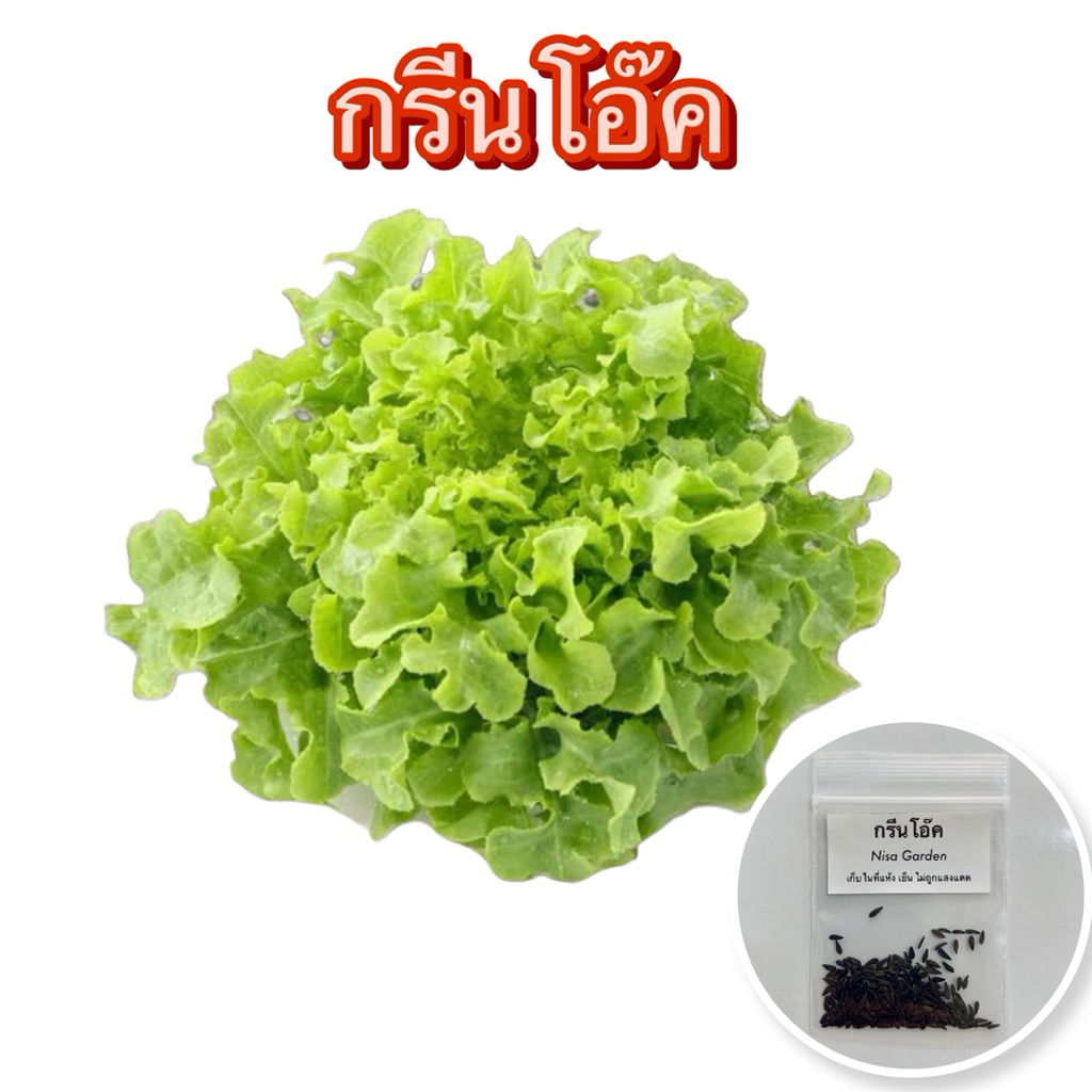 เมล็ดพันธุ์ ผักสลัด งอกง่าย โตเร็ว สิ้นอายุทำพันธุ์ 2570