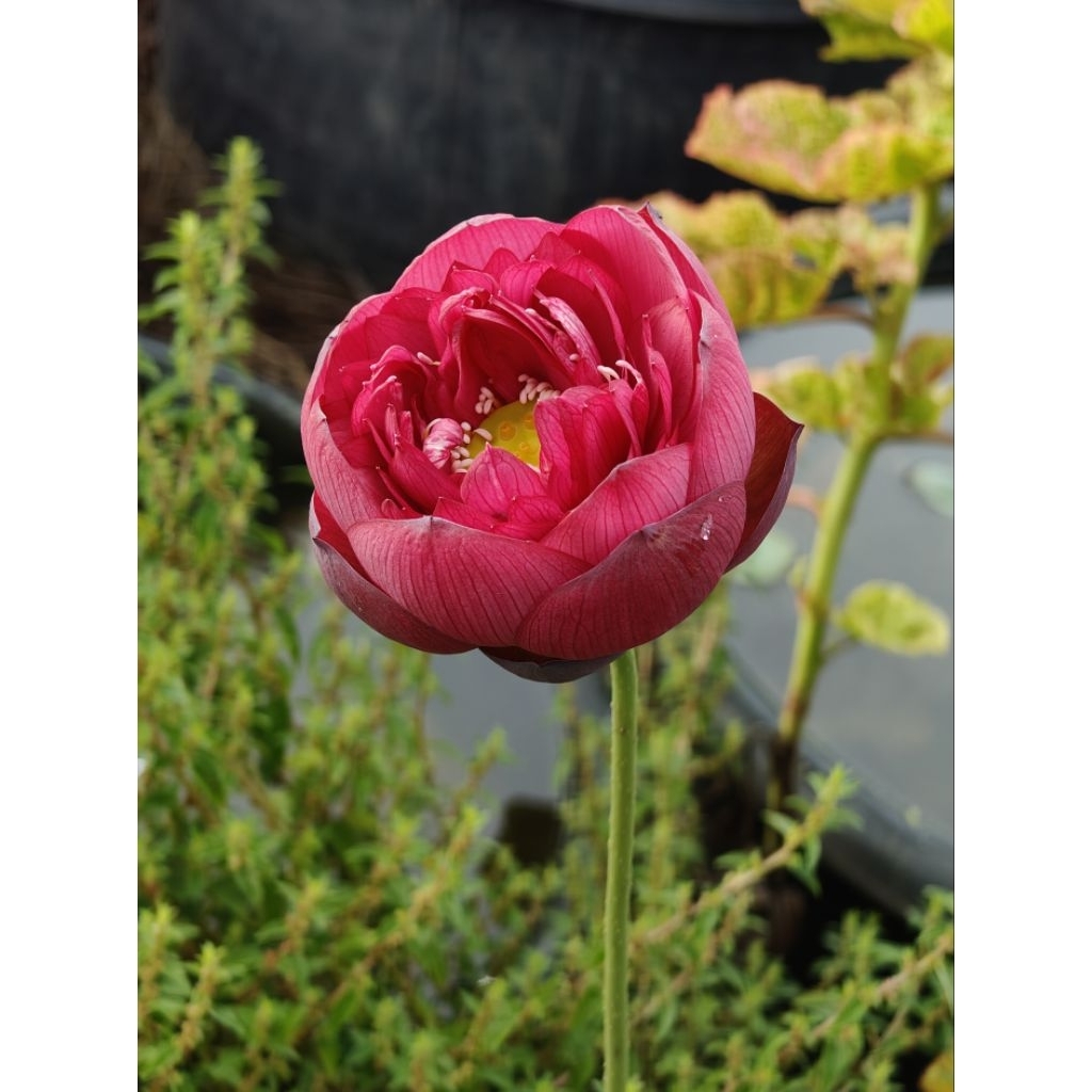 บัวหลวงRose Elegance.บัวหลวงขนาดกลางที่มีความสวยโดดเด่นบัวหลวงที่มีเอกลักษณ์เฉพาะตัวดูสวยเป็นสง่าขายสายพันธุ์เป็นแบบไหล