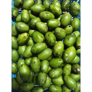 มะกอกฝรั่ง ออแกนิค ปลอดสารเคมี 100% ตัดสดใหม่จากสวนทุกวัน