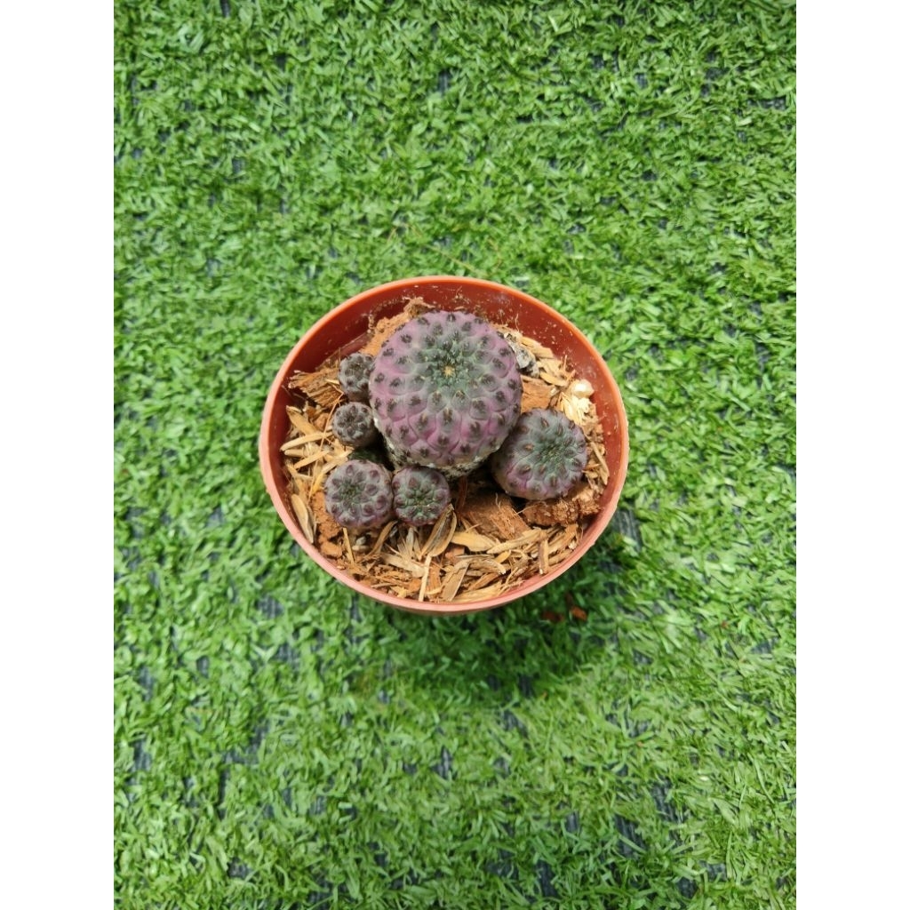 ซัลคอรีบูเทีย สตรอเบอร์รี [ Sulcorebutia rauschii ] ในกระถาง1นิ้วครึ่ง
