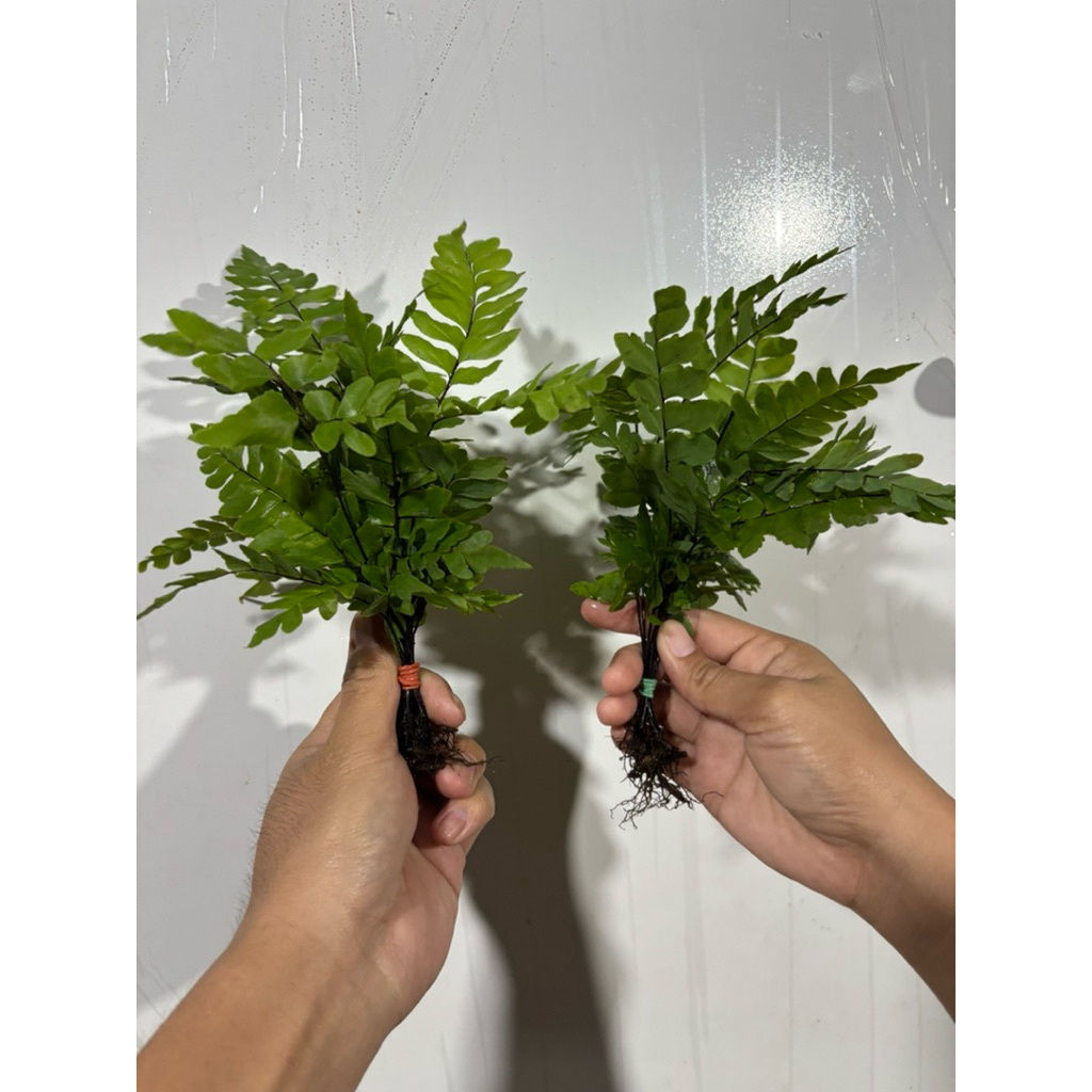 เฟิร์นก้านดำ เฟิร์นก้านดำใส่โหลปลา 12แถม12ต้น - รูปที่ 3