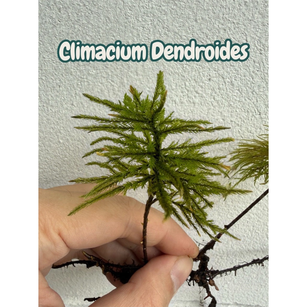 มอสต้นไม้ ไคลมาเซียม Climacium Dendroides , Pleuroziopsis Ruthenica จัดตู้เทอร์ราเรี่ยม ระบบชื้น Terrarium - รูปที่ 2