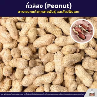 ถั่วลิสง Peanut เกรดA นำเข้า อาหารนกแก้ว อาหารหนูแฮมสเตอร์ และสัตว์ฟันแทะ (แบ่งขาย 500G / 1KG)