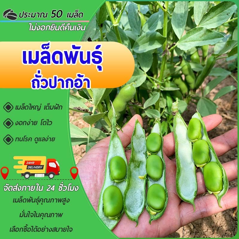 50 เมล็ด เมล็ดพันธุ์ ถั่วปากอ้า (Broad Bean) ถั่วปากอ้า ราคาถูก ของแท้ 100% งอกง่าย โตดี
