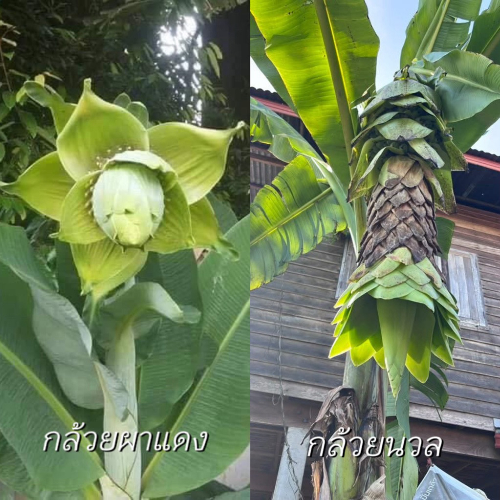 #เมล็ดกล้วยหายาก 2 สายพันธุ์ (กล้วยผาแดง,กล้วยนวล) ผลสุกกินได้ รสชาติหวาน ลำต้นคล้ายปาล์ม /มีใบเรียงซ้อนคล้ายระฆังคว่ำ