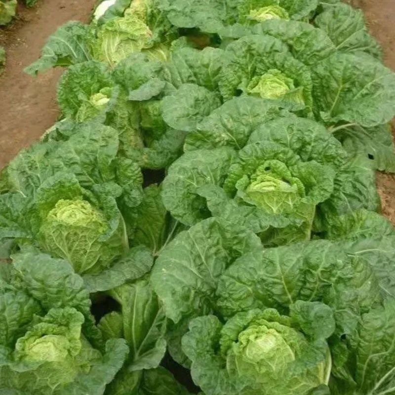 Chinese Cabbage Seeds 200เมล็ด/แพ็ค ของแท้ 100% ปลูกง่าย อัตรางอกสูง เมล็ดกะหล่ำปลีจีน Organic Vegetable Seeds for Plant - รูปที่ 6