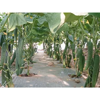 เมล็ดพันธุ์ผักสวนครัว แตงกวาญี่ปุ่น พันธุ์ฮันเตอร์ เบอร์ 2 จำนวน 10 เมล็ด รหัสสินค้า ( 6050 )