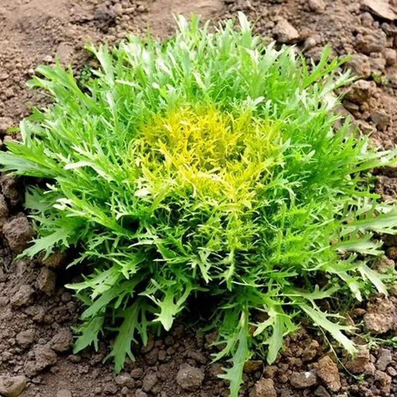 เมล็ดพันธุ์ผักกาดมิซูน่า (Mizuna Lettuce seeds) 500 เมล็ด | คุณภาพสูง สำหรับปลูกสวน Mizuna Lettuce s