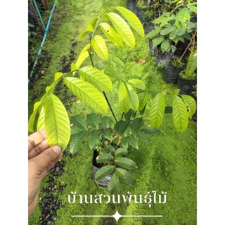 ต้นลองกอง พันธุ์ตันหยงมัส ต้นเสียบยอด สูง 60-80 ซม.